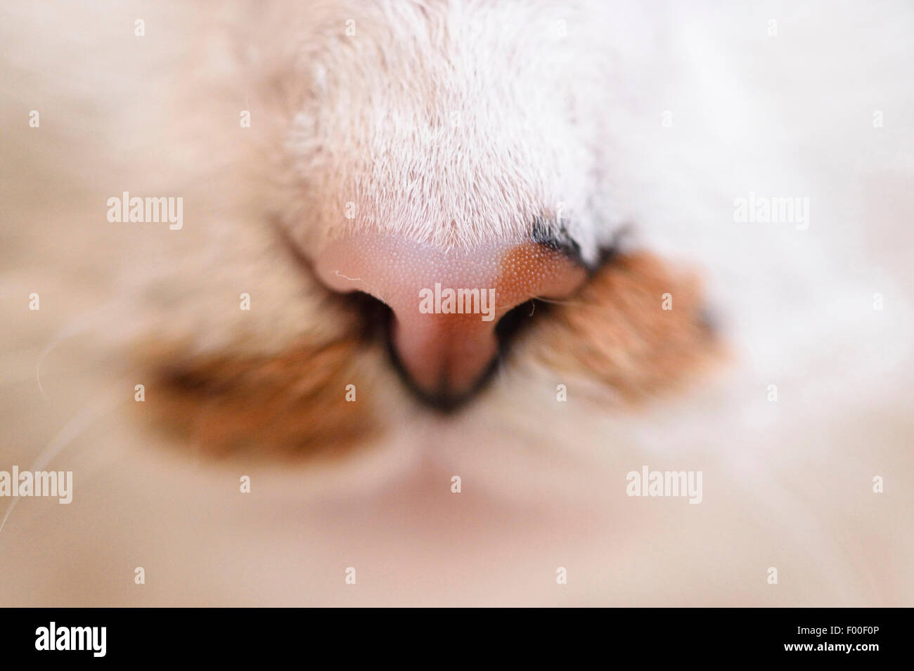 Hauskatze, Hauskatze (Felis silvestris f. catus), gefleckte Katze ┤ s Nase, Österreich Stockfoto