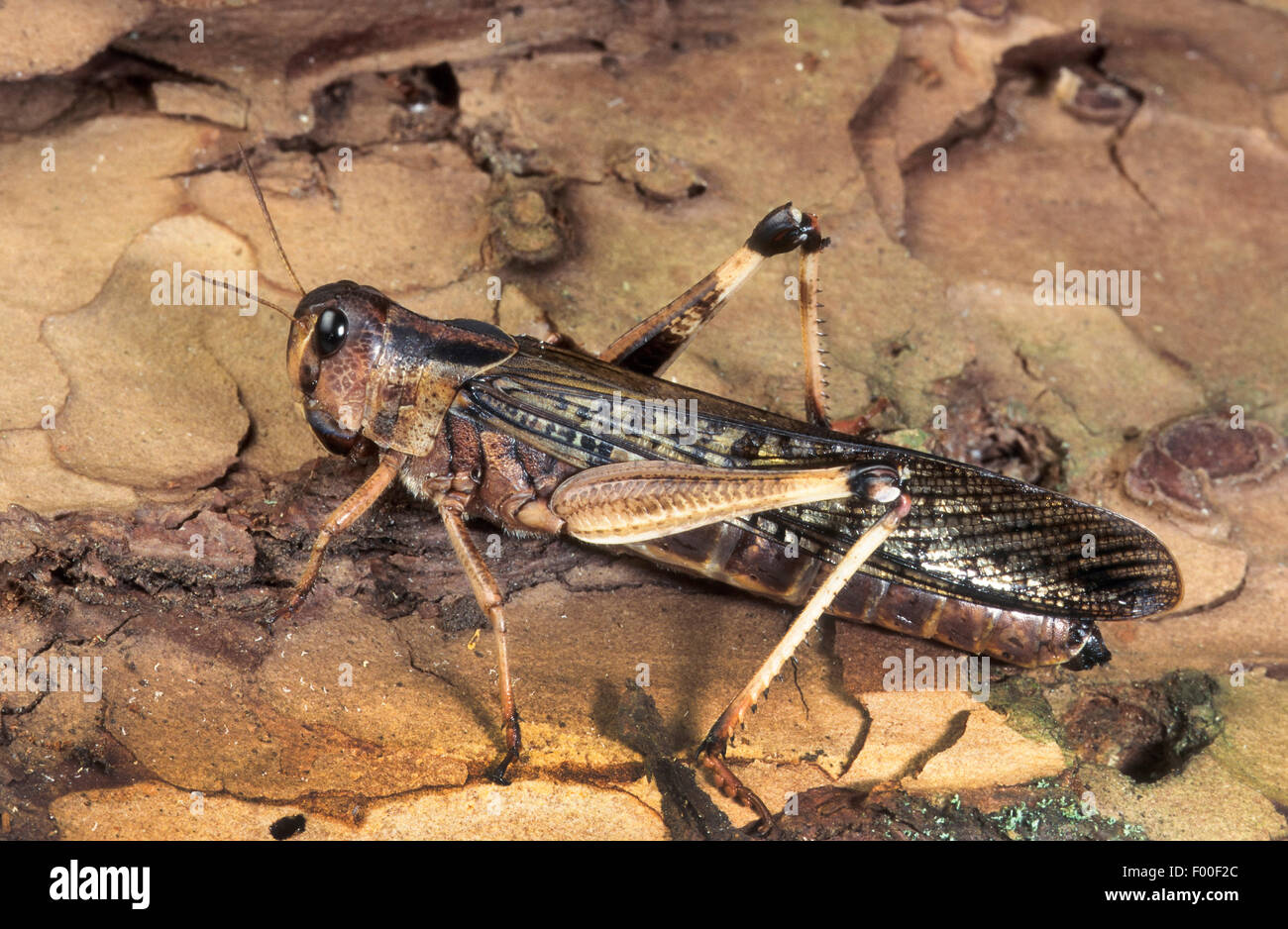 Desert Locust (Schistocerca Gregaria), auf Rinde Stockfoto