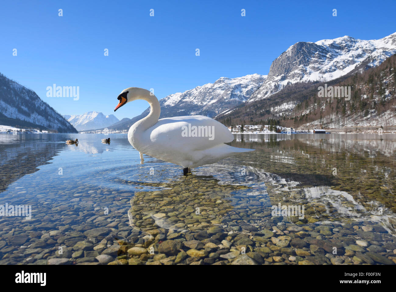 Höckerschwan (Cygnus Olor), am See Grundel im Winter, Österreich, Steiermark Stockfoto