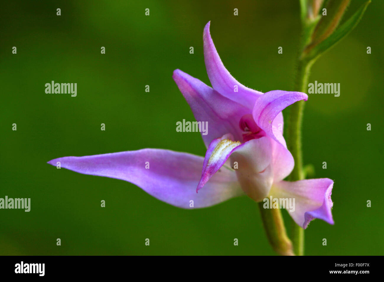 Red Helleborine (Cephalanthera Rubra), Blume, Deutschland Stockfoto