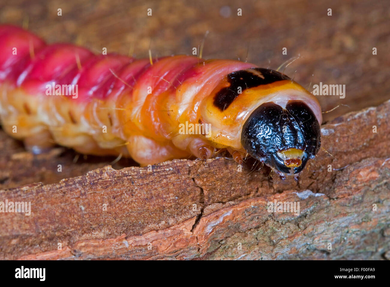 Ziege Moth (Cossus Cossus), Raupe ernährt sich von Holz, Porträt, Deutschland Stockfoto