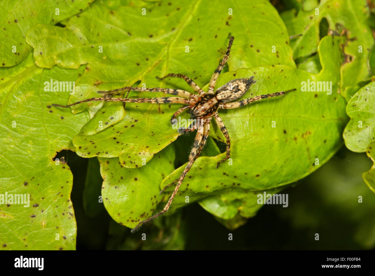 Summen, Spinne (Anyphaena Accentuata), Männlich, Spinne des Jahres 2015, Deutschland Stockfoto