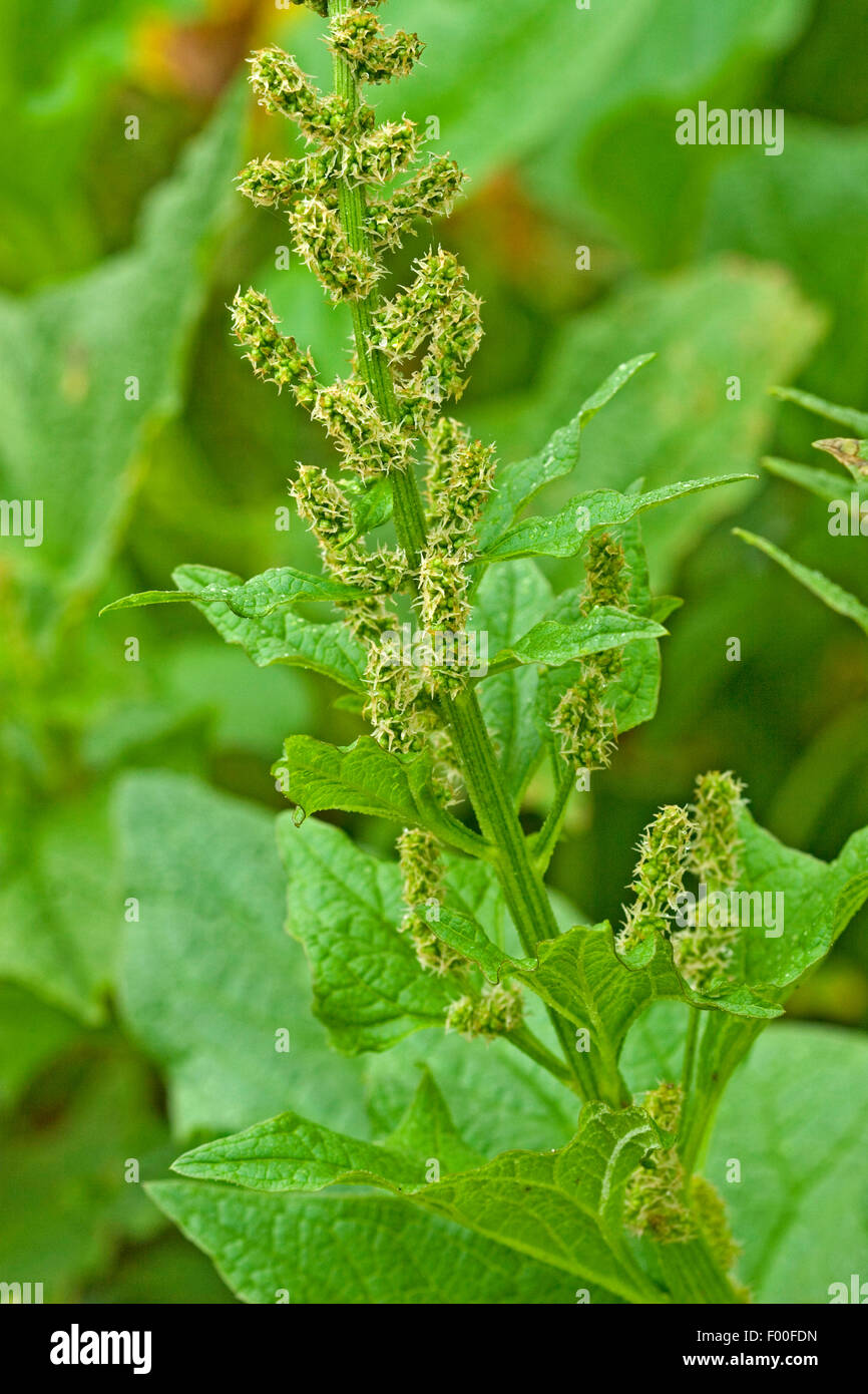 Guter Heinrich, guter König Heinrich Mannes Spargel, mehrjährige Gänsefuß, Lincolnshire Spinat, Markery (Chenopodium Bonus-Henricus), blühen, Deutschland Stockfoto