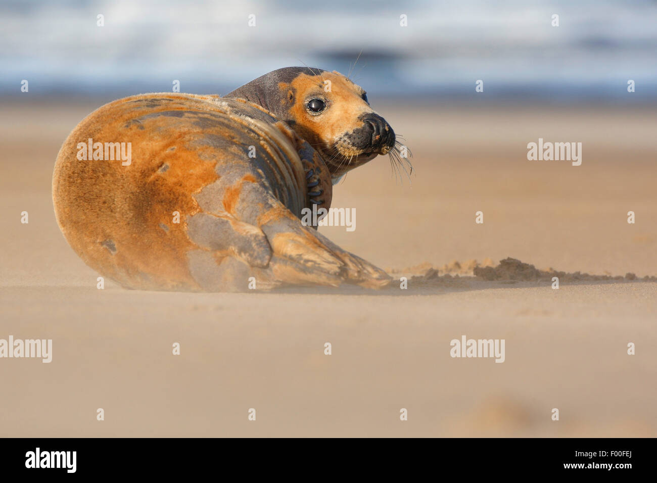 graue Dichtung (Halichoerus Grypus), juvenile Kegelrobben im Sand liegend driftet am Strand, Vereinigtes Königreich Stockfoto