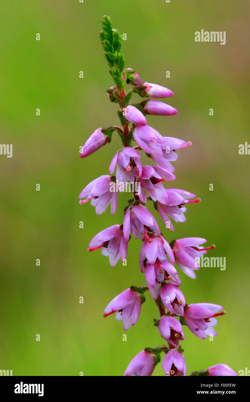 Gemeinsamen Heather, Ling, Heidekraut (Calluna Vulgaris) blüht, Deutschland Stockfoto