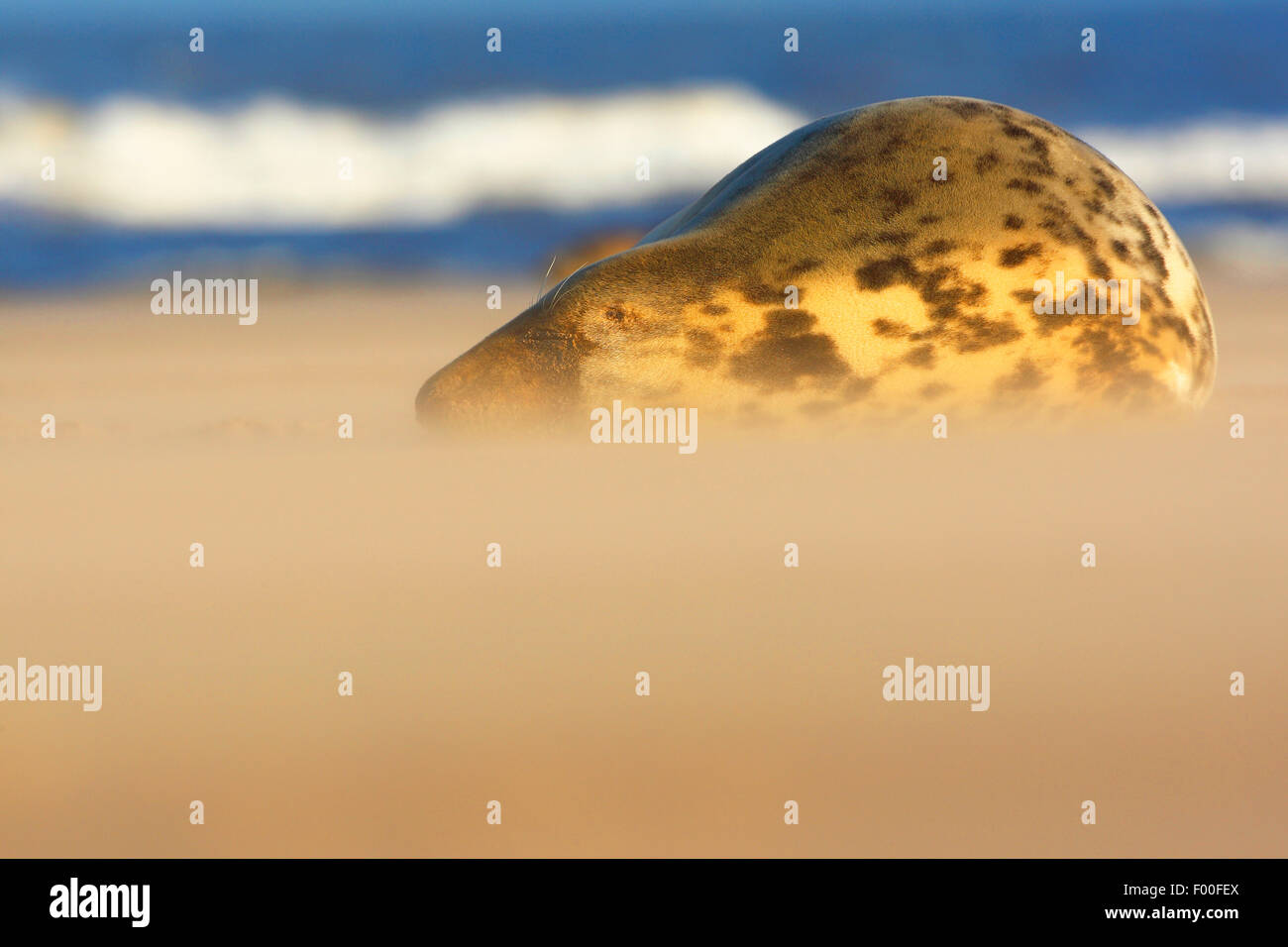 graue Dichtung (Halichoerus Grypus), liegend mit geschlossenen Augen am Strand, stürmisches Wetter, Vereinigtes Königreich Stockfoto