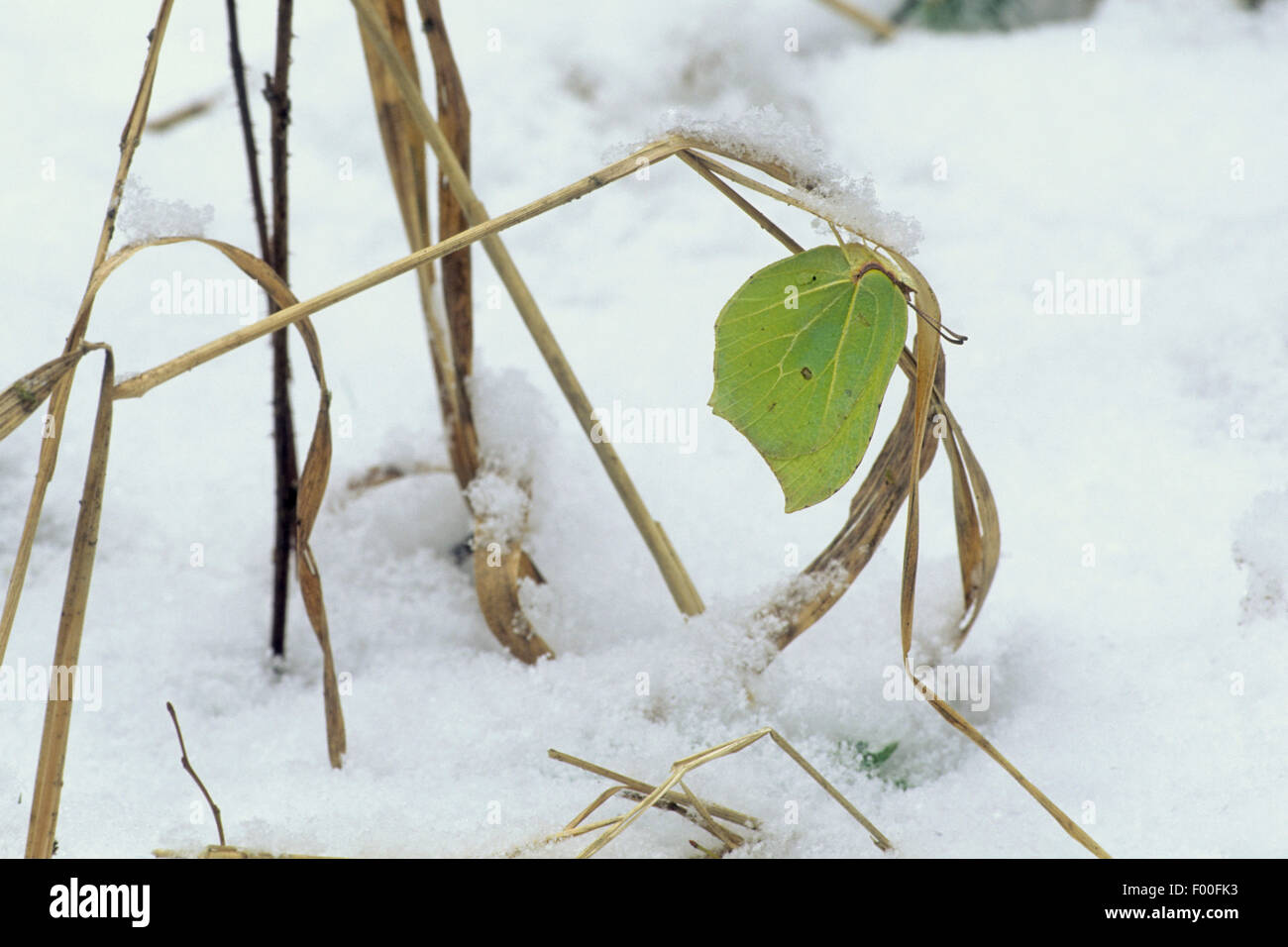 Zitronenfalter (Gonepteryx Rhamni), Overwinteringin Schnee als Imago, Deutschland Stockfoto