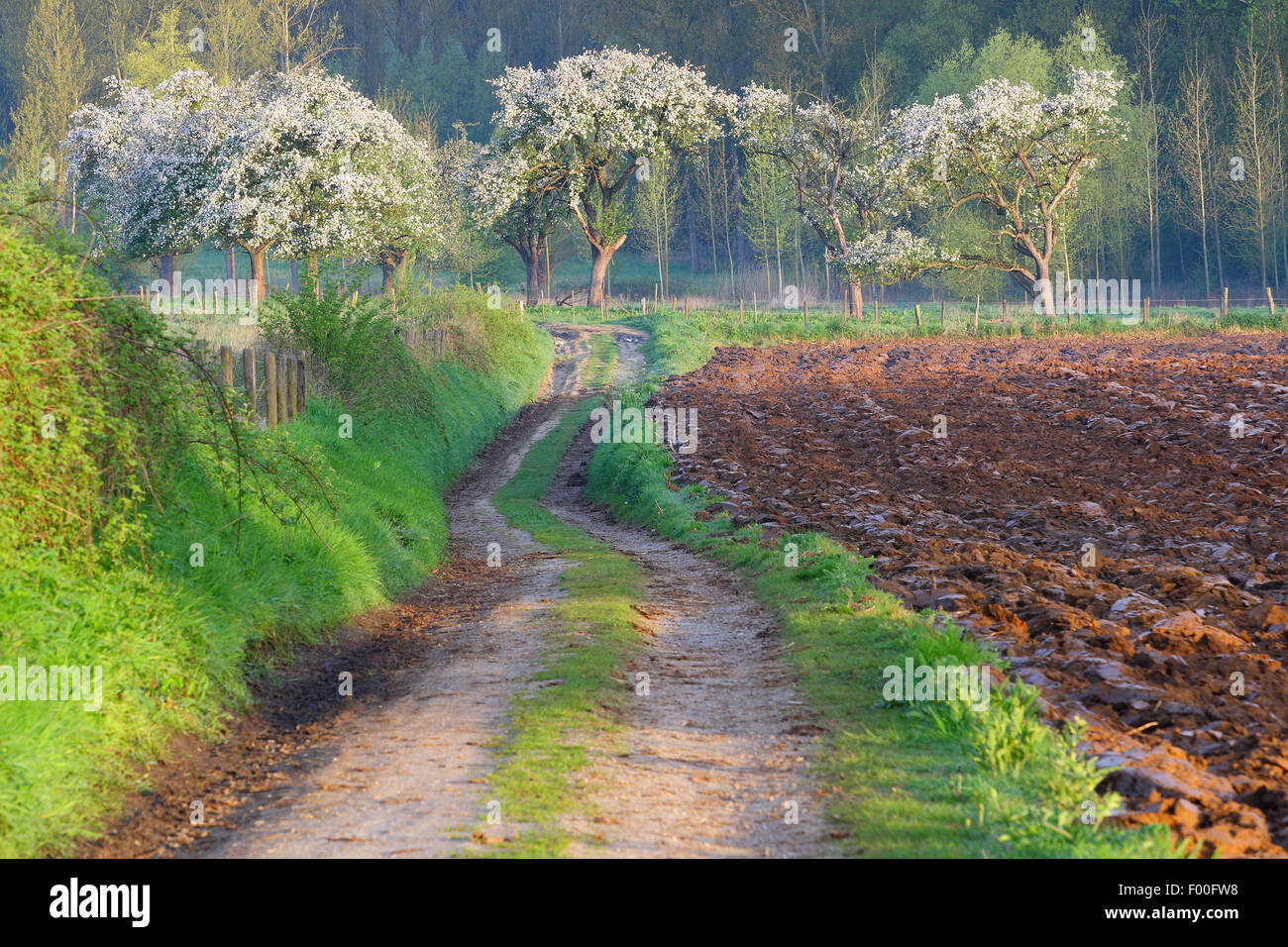 Blühender Baum Obstgarten mit Pfad, Belgien, Haspengouw Stockfoto