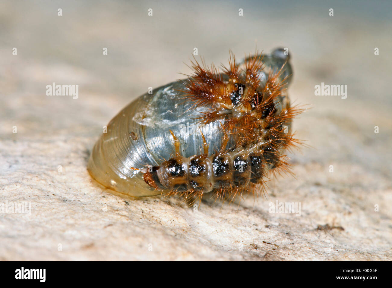 Falsche Firefly Käfer (Drilus Concolor), Larve Caughta Schnecke und Feeds drauf, Deutschland Stockfoto