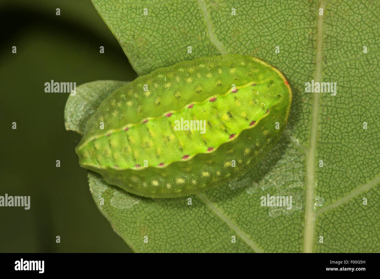 Schwalbenschwanz (Apoda Limacodes, Cochlidion Limacodes, Apoda Avellana), Raupe auf einem Blatt, Deutschland Stockfoto