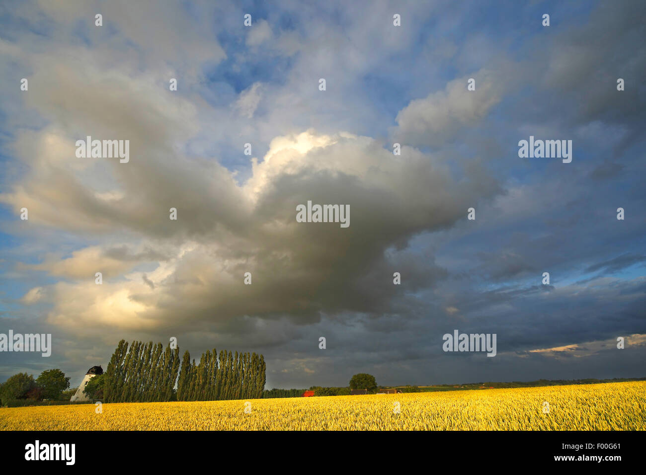 Wolkenformationen über Feld mit Getreide mit Windmühle, Belgien, Ardennen Stockfoto