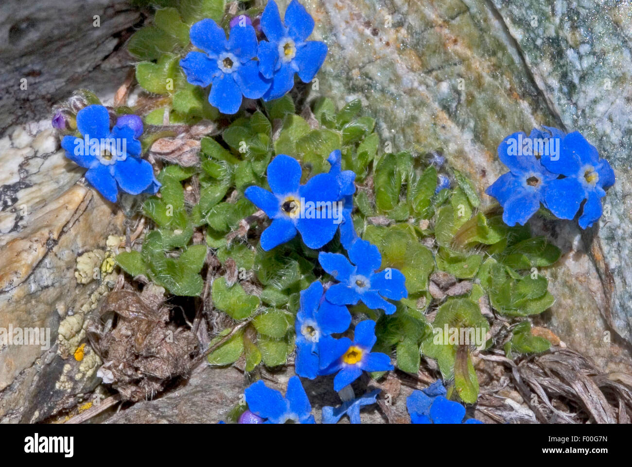 Arktische alpine Vergissmeinnicht, Alpine Vergissmeinnicht, König der Alpen (Eritrichium Nanum), blühen, Schweiz Stockfoto