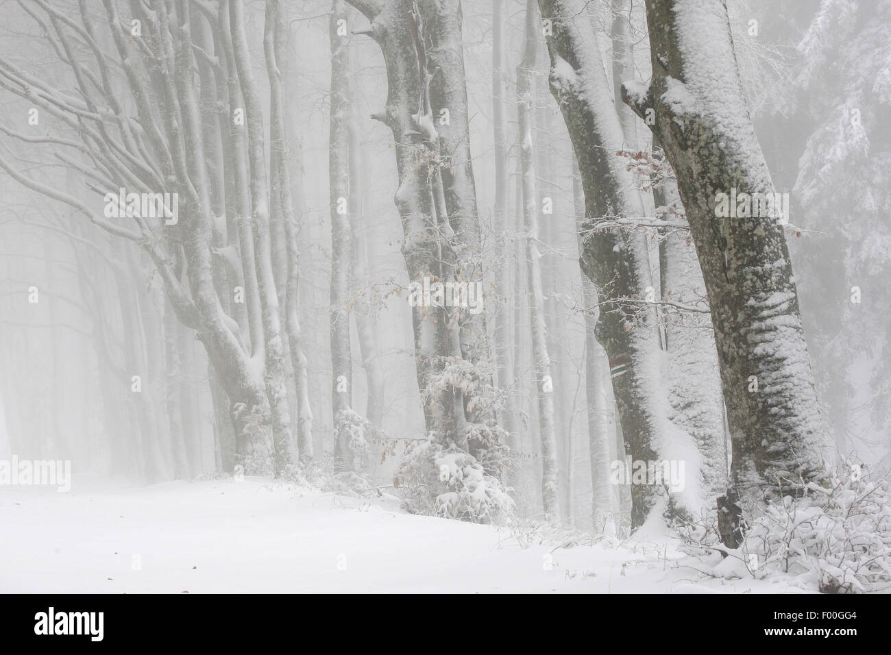 Rotbuche (Fagus Sylvatica), Schnee bedeckt Buchenwald im Nebel, Winter, Frankreich Stockfoto