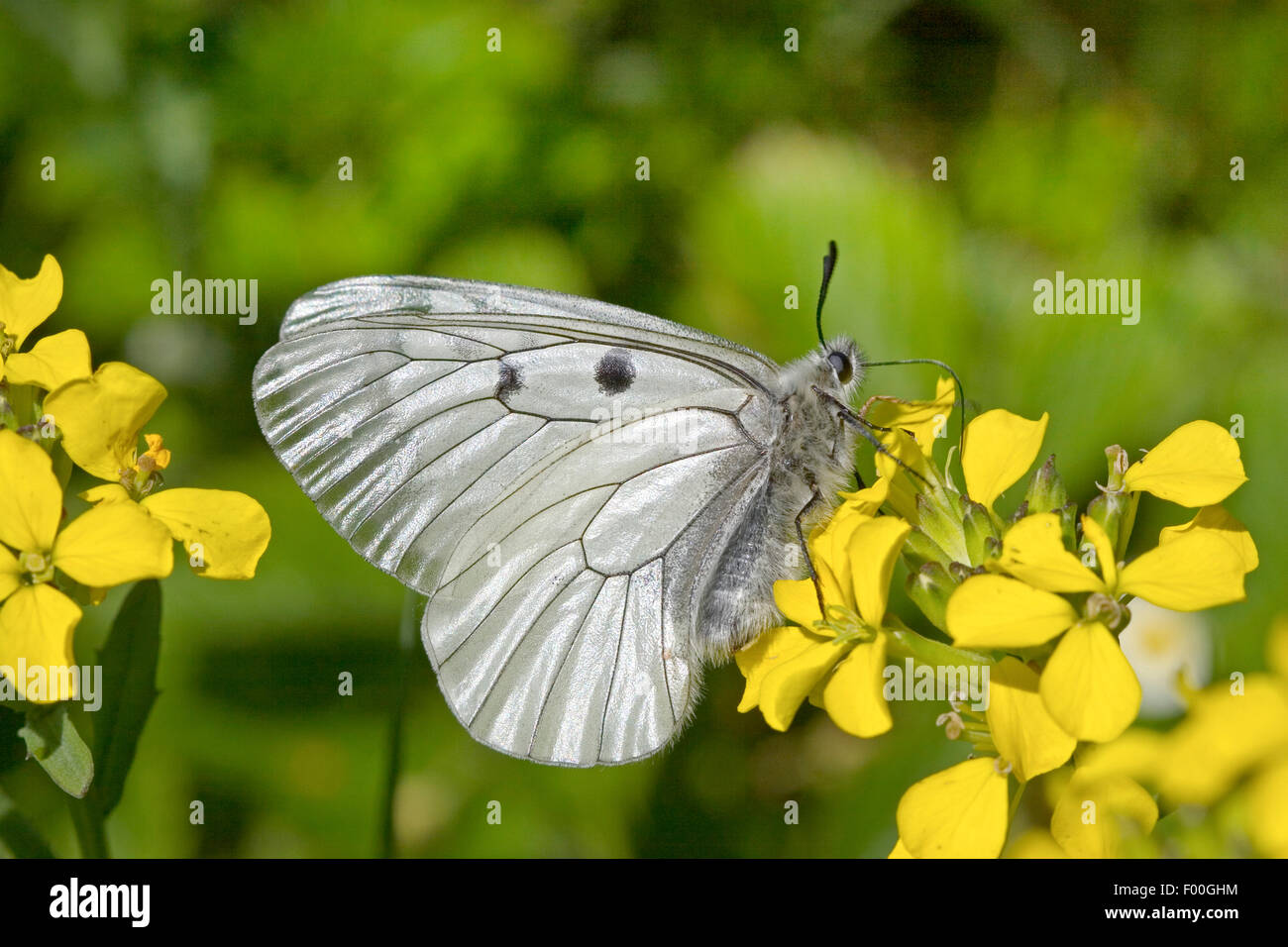 getrübte Apollo, schwarzen Apollo (Parnassius Mnemosyne), gelbe Blüten, Deutschland Stockfoto