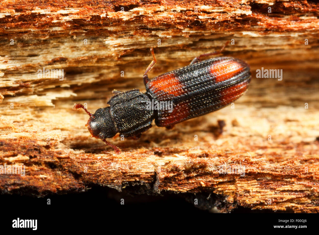 Sattel-backed Bitoma, keilförmige Käfer (Bitoma Crenata, Ditoma Crenata) auf Totholz, Deutschland Stockfoto