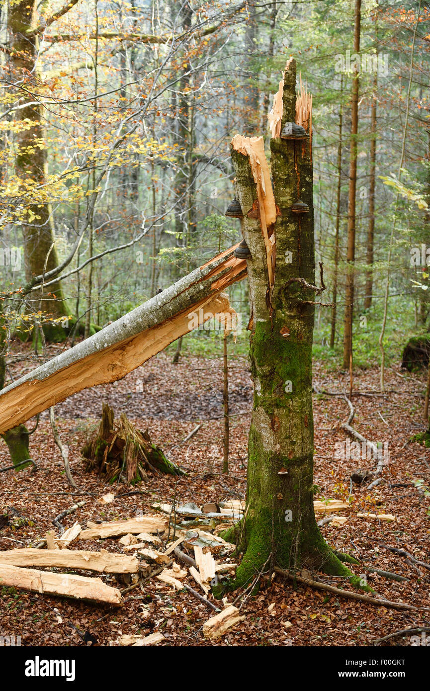 Rotbuche Buche (Fagus Sylvatica), gebrochen, Österreich Stockfoto