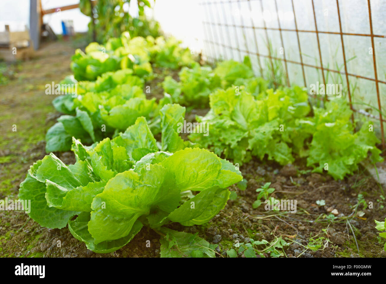 Garten Salat (Lactuca Sativa), Garten Salat und Chicorée in einem Gewächshaus, Österreich, Steiermark Stockfoto