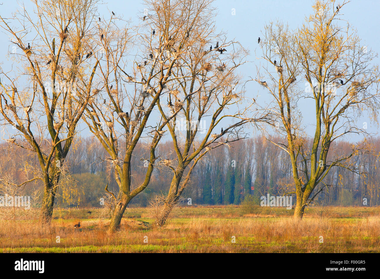 Kormoran (Phalacrocorax Carbo), Weide Bäume mit Kolonie von gemeinsamen Kormorane in Bourgoyen-Ossemeersen, Belgien Stockfoto