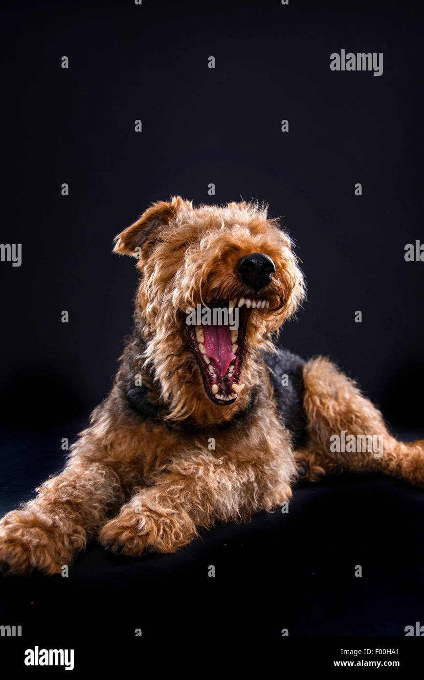 Airedale Terrier (Canis Lupus F. Familiaris) liegen; gähnt, lacht Stockfoto