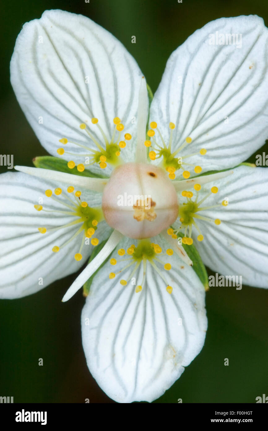 Marsh Grass von Parnassus (Parnassia Palustris), detail Ofa Blume, Deutschland Stockfoto