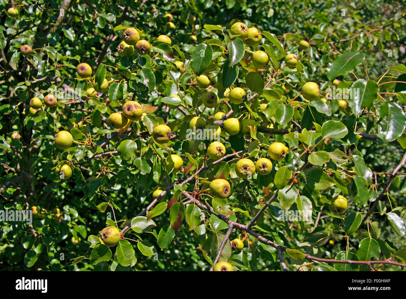 Europäische Wildbirne, Wildbirne (Pyrus Pyraster), Zweig mit Früchten