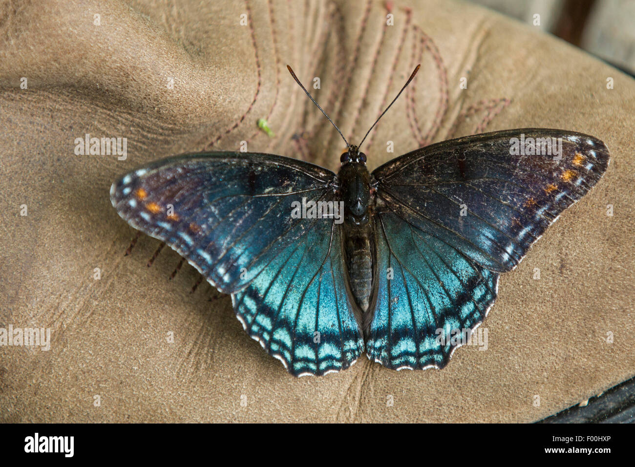 Red-spotted lila (Limenitis Arthemis Astyanax), saugt die Mineralien aus einem Leder Stiefel, USA, Tennessee, Great Smoky Mountains National Park Stockfoto