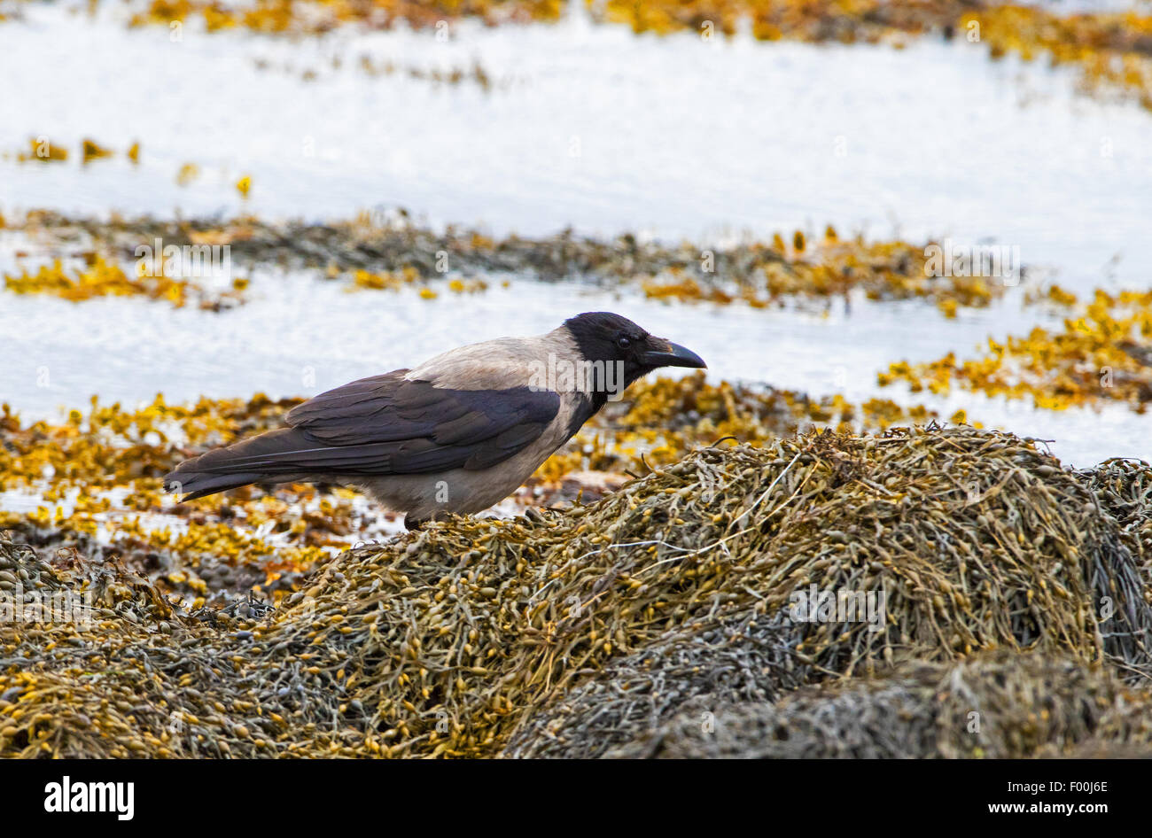 Mit Kapuze Krähe Corvus Cornix Erwachsenen thront auf Schafe Weide am Süden nisten Shetland Stockfoto