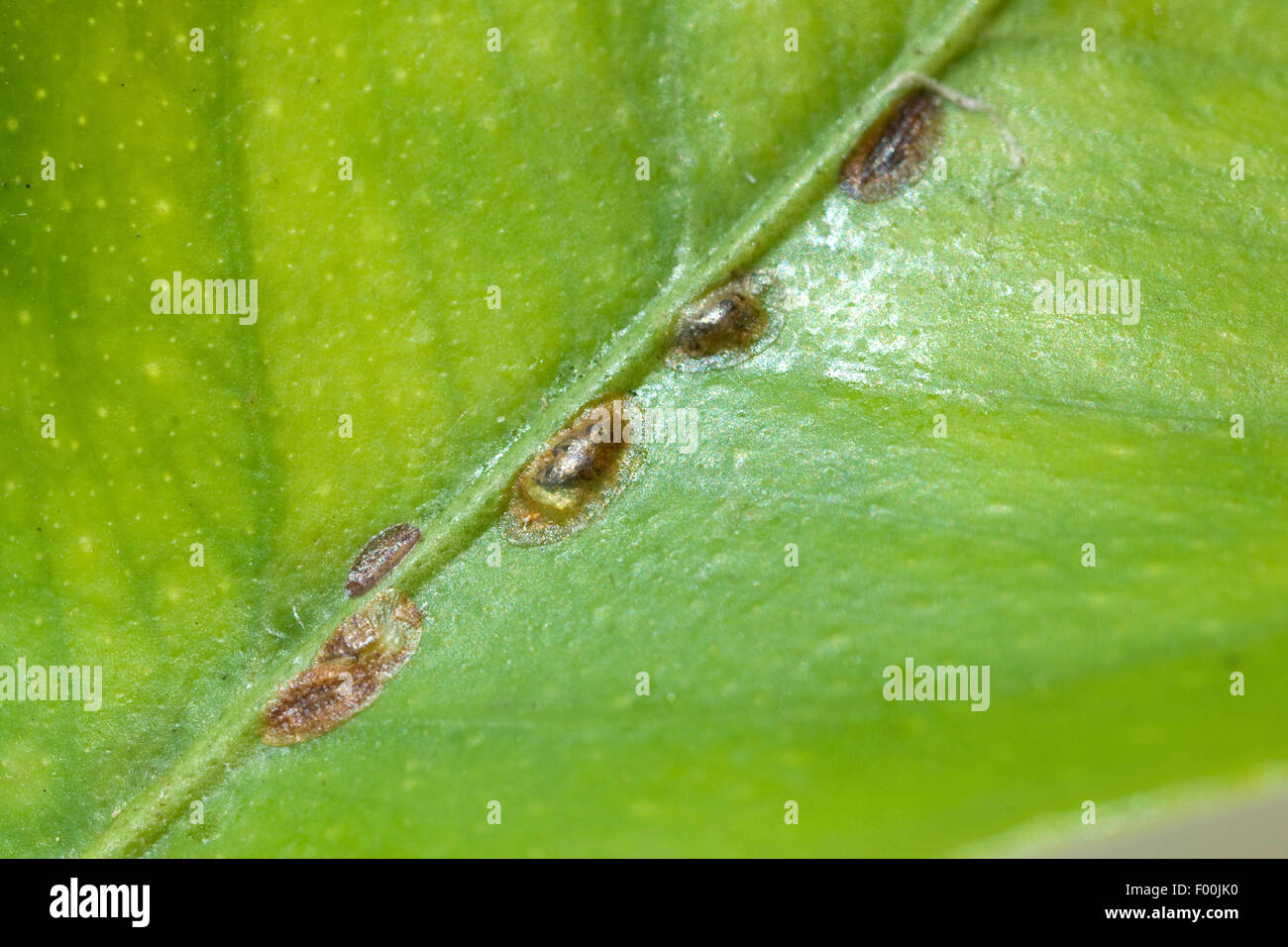 Schildlaeuse; Coccoidea; Blattlaeuse; Insekt; Stockfoto