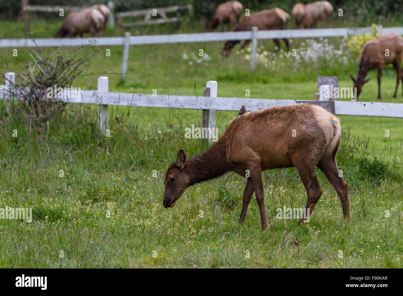 Herde von Roosevelt Elk entspannenden grünen Frühling Gras in Nordkalifornien Stockfoto