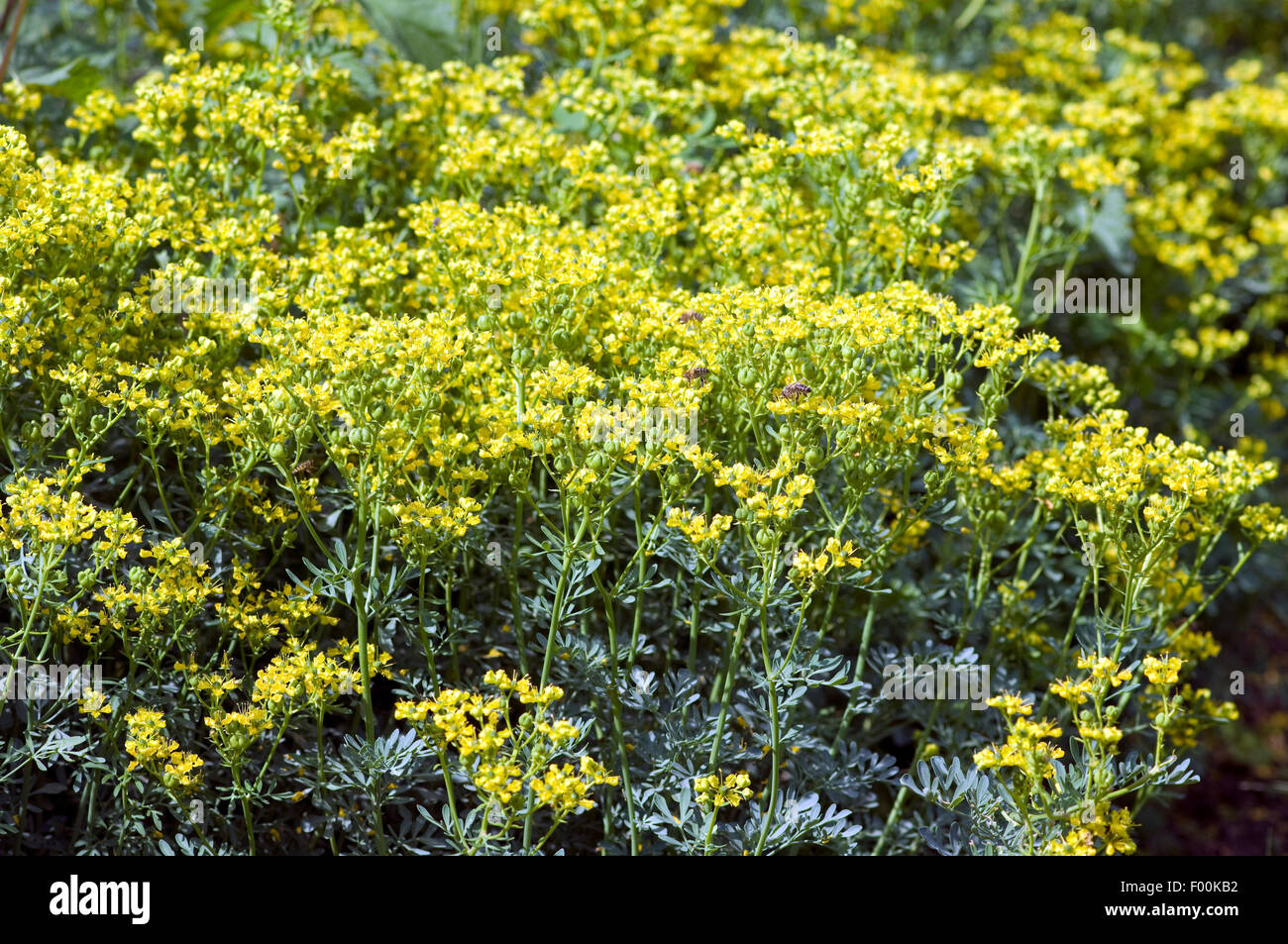 Weinraute, Ruta, Graveolens Raute, Gewuerzpgflanze, Heilpflanze Stockfoto