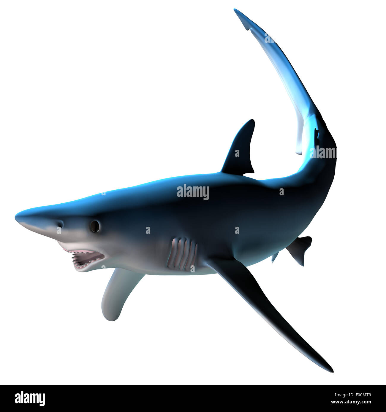 Der Blauhai finden Sie auf der ganzen Welt in tief gemäßigten und tropischen Meerwasser und ist ein Raubfisch. Stockfoto