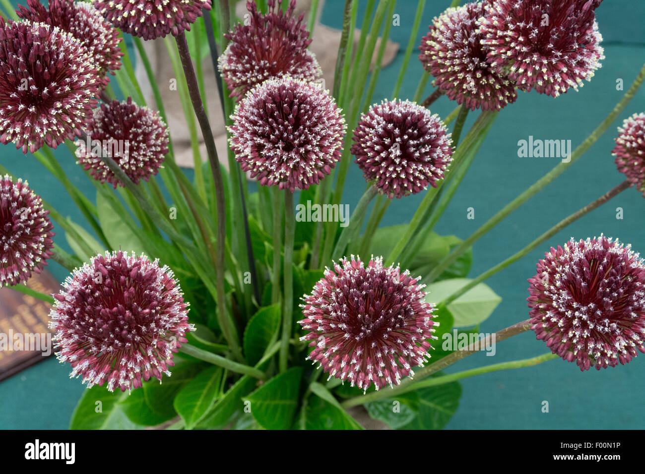 Allium roten Irokesenschnitt Stockfoto