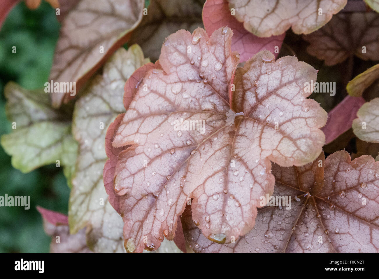 Nahaufnahme von den Blättern der Pflanze Heucherella Kupfer Kaskade Stockfoto