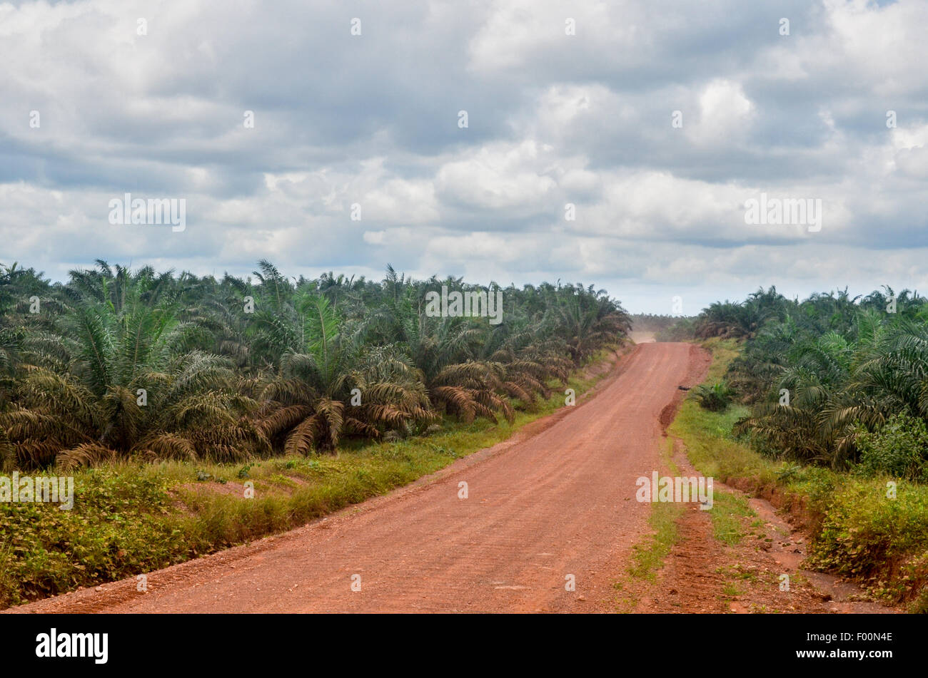 Feldweg in der ghanaischen Landschaft durchqueren einer Palmöl-Plantage Stockfoto