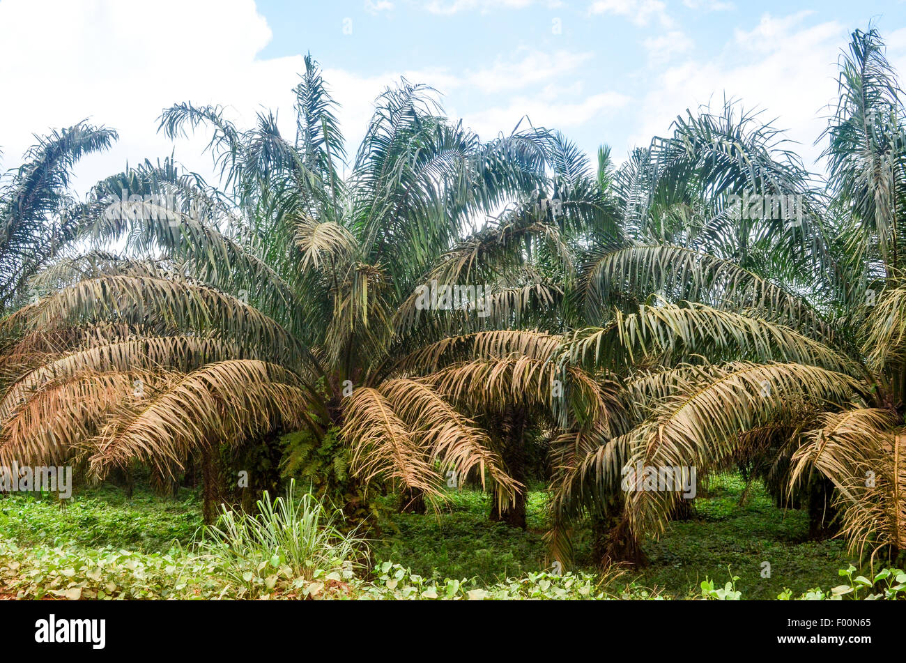 Palm-Baum (Palmöl)-Plantagen in Ghana Stockfoto