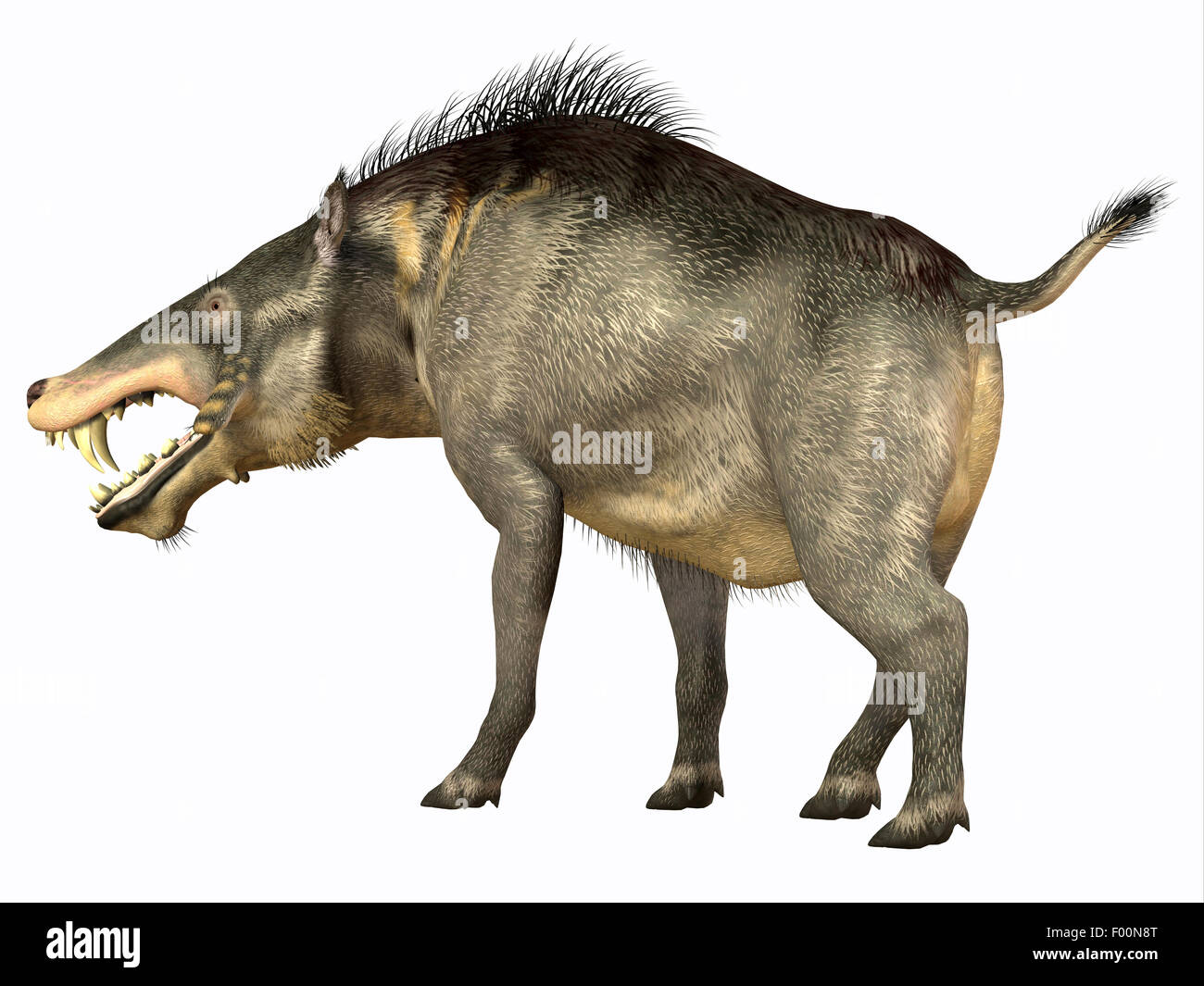 Entelodon war ein Allesfresser Schwein, das in Europa und Asien im Eozän durch das Oligozän Zeiten gelebt. Stockfoto