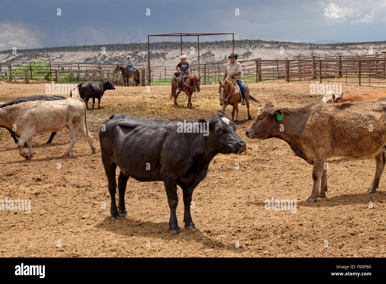 Vieh Viehhof - Utah Stockfoto