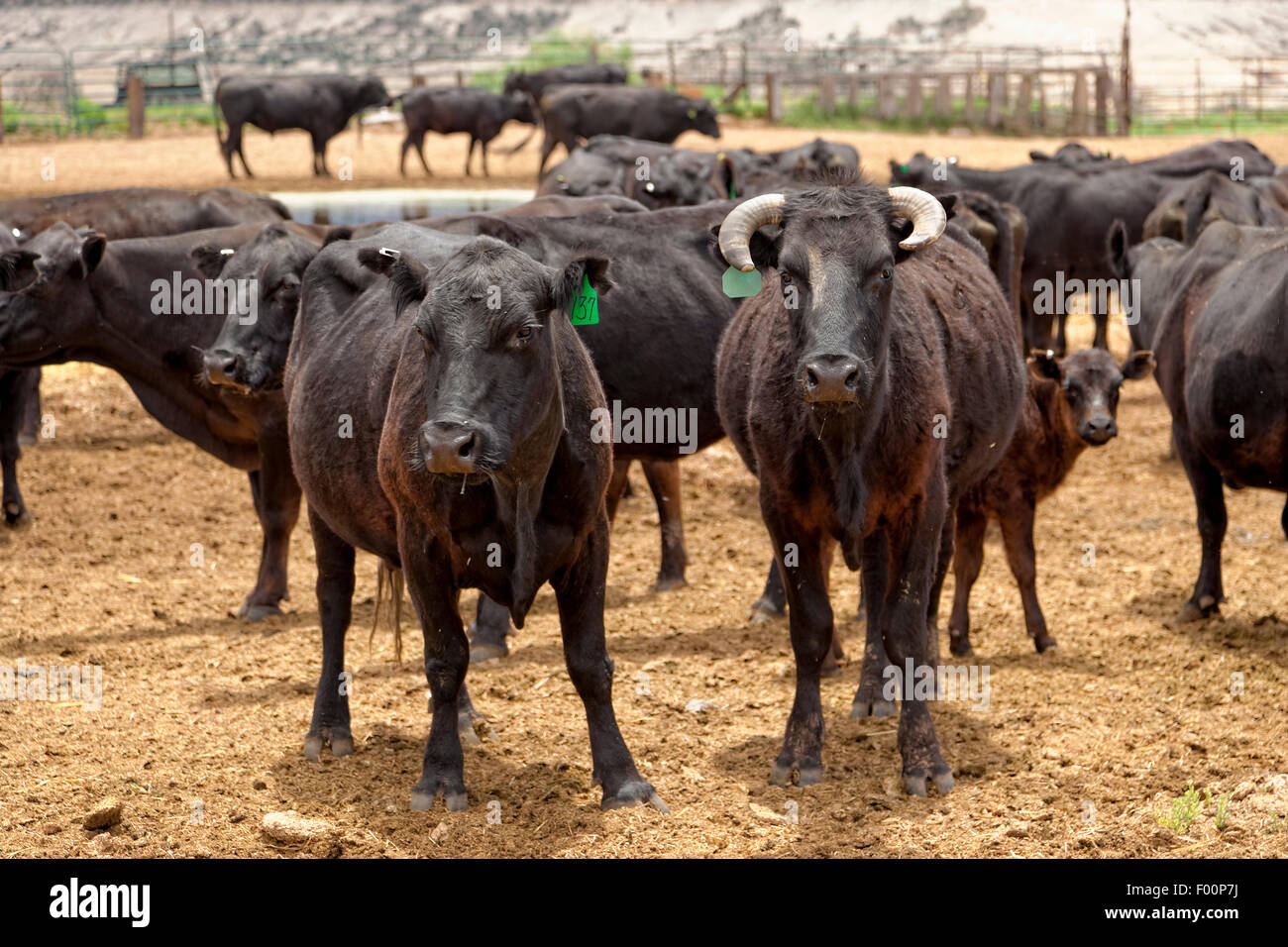 Neugierige Kühe - Rinder Viehhof - Utah Stockfoto