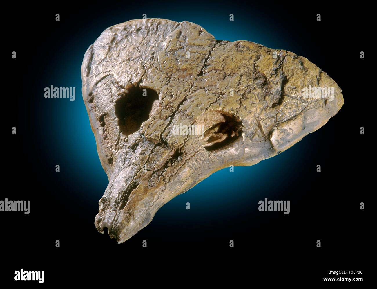 Primitiven Reptilien Fossil - Labidosaurus Hamatus unteren Perm, Texas Stockfoto