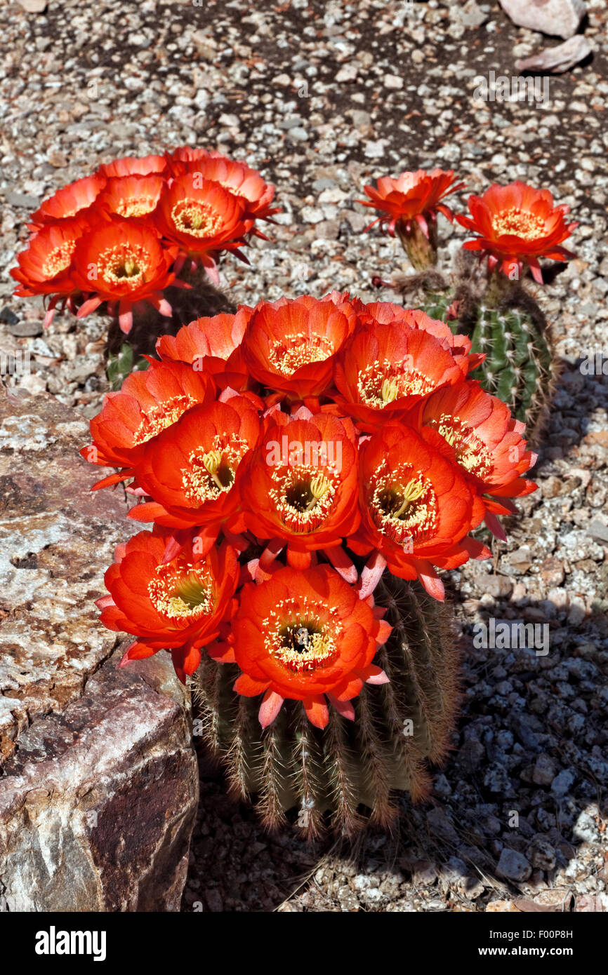 Prächtige scharlachrote Cereus Kaktus in Blüte - Trichocereus sp. Stockfoto
