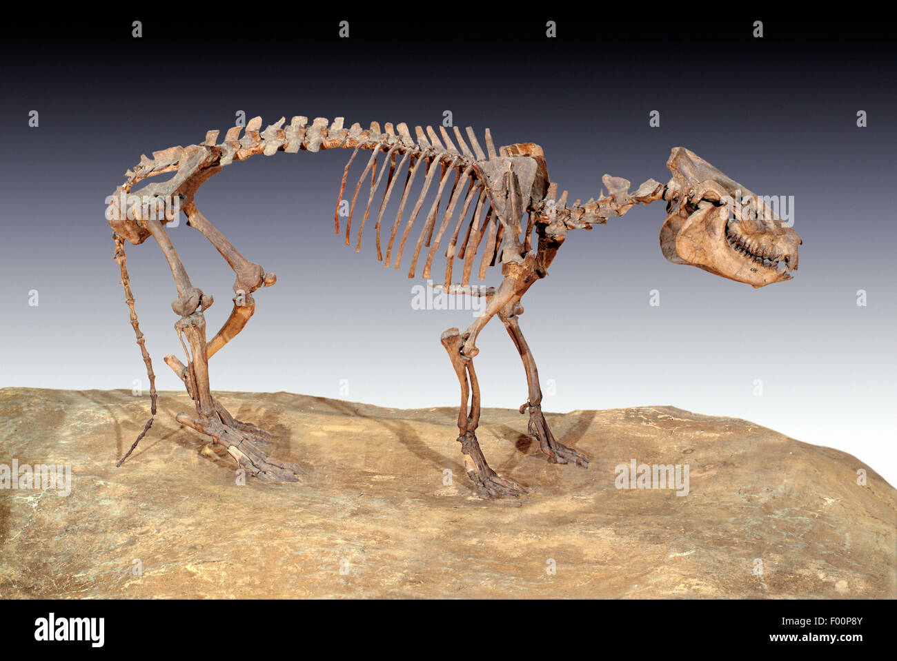 Fossilen Muttertieres, Merycoidodon Culbertsoni, mittleren Oligozän, Nebraska Stockfoto