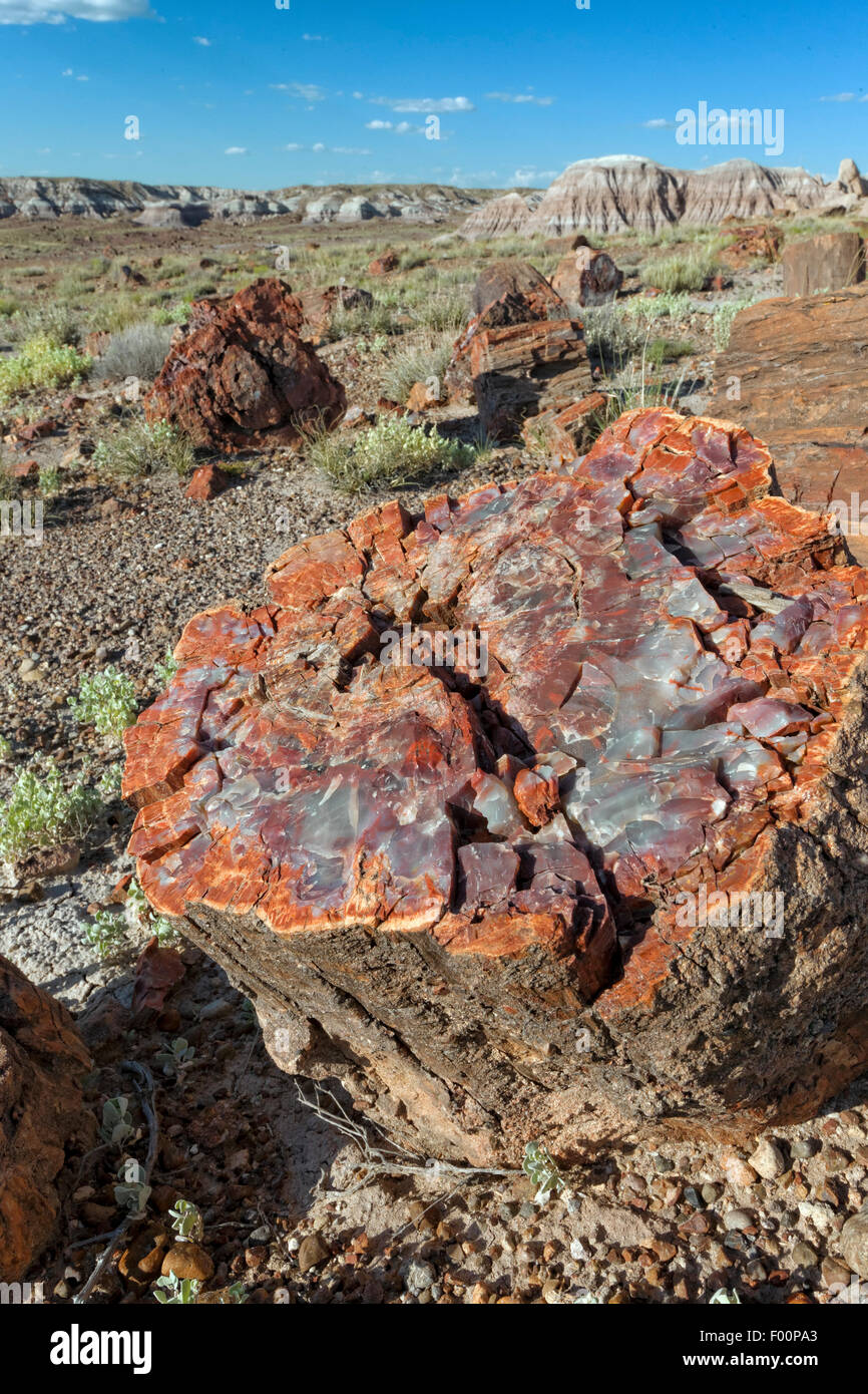 Versteinerter Baum Cross Section - Petrified Forest National Park, AZ Stockfoto