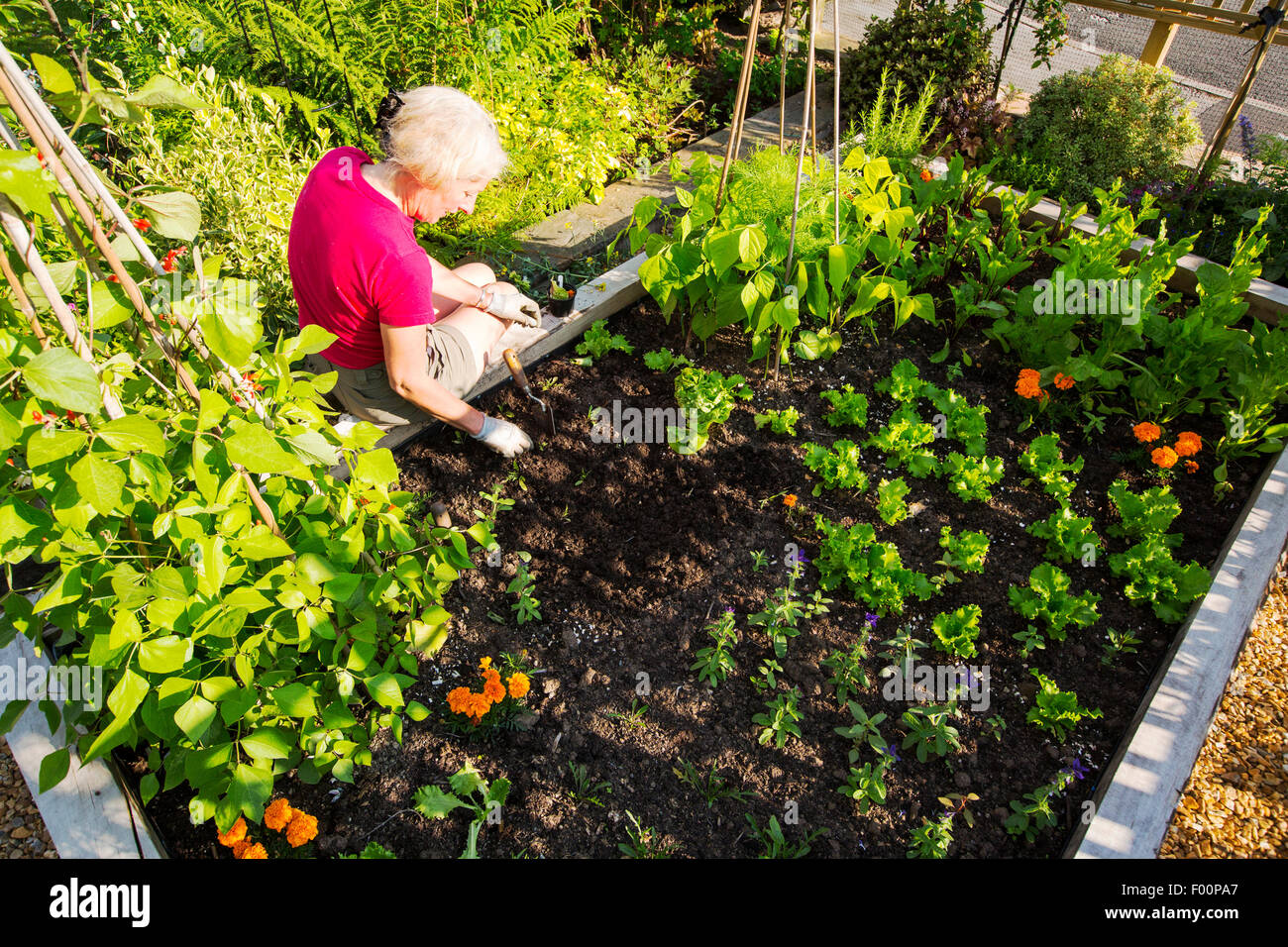 Eine Frau, die tendenziell Gemüsesorten ein Hochbeet in einem Garten in Ambleside, Cumbria, UK. Stockfoto