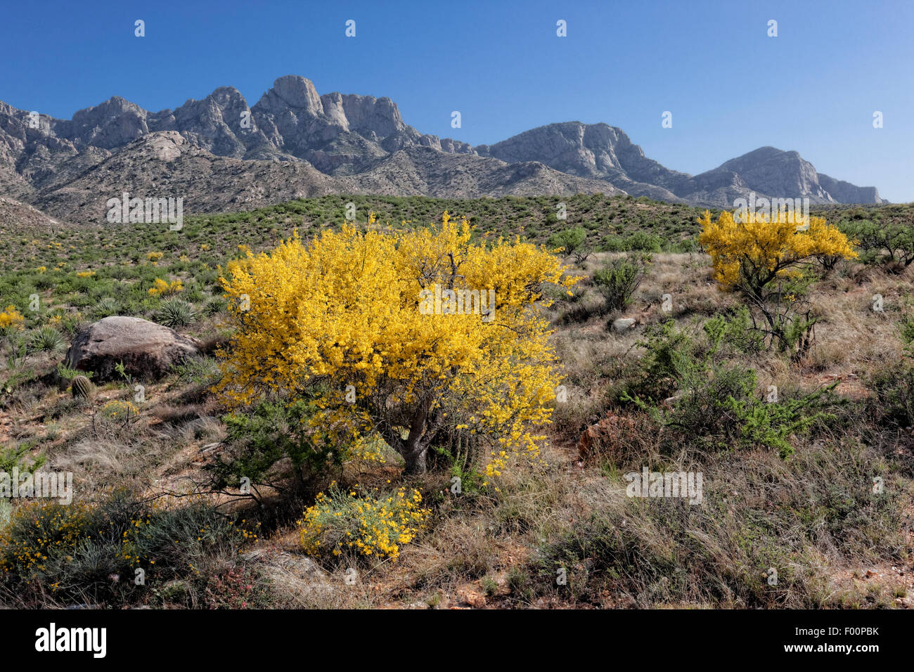 Blühende Palo Verde Bäume - Romero Ruinen Trail - Catalina State Park, AZ Stockfoto