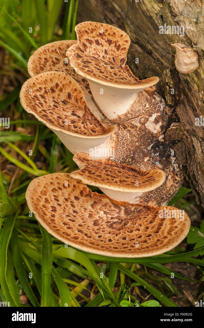 Dryade Sattel oder den Fasan wieder Pilz Bügel Pilz, Polyporus an, auf der Seite ein Baum wächst Stockfoto