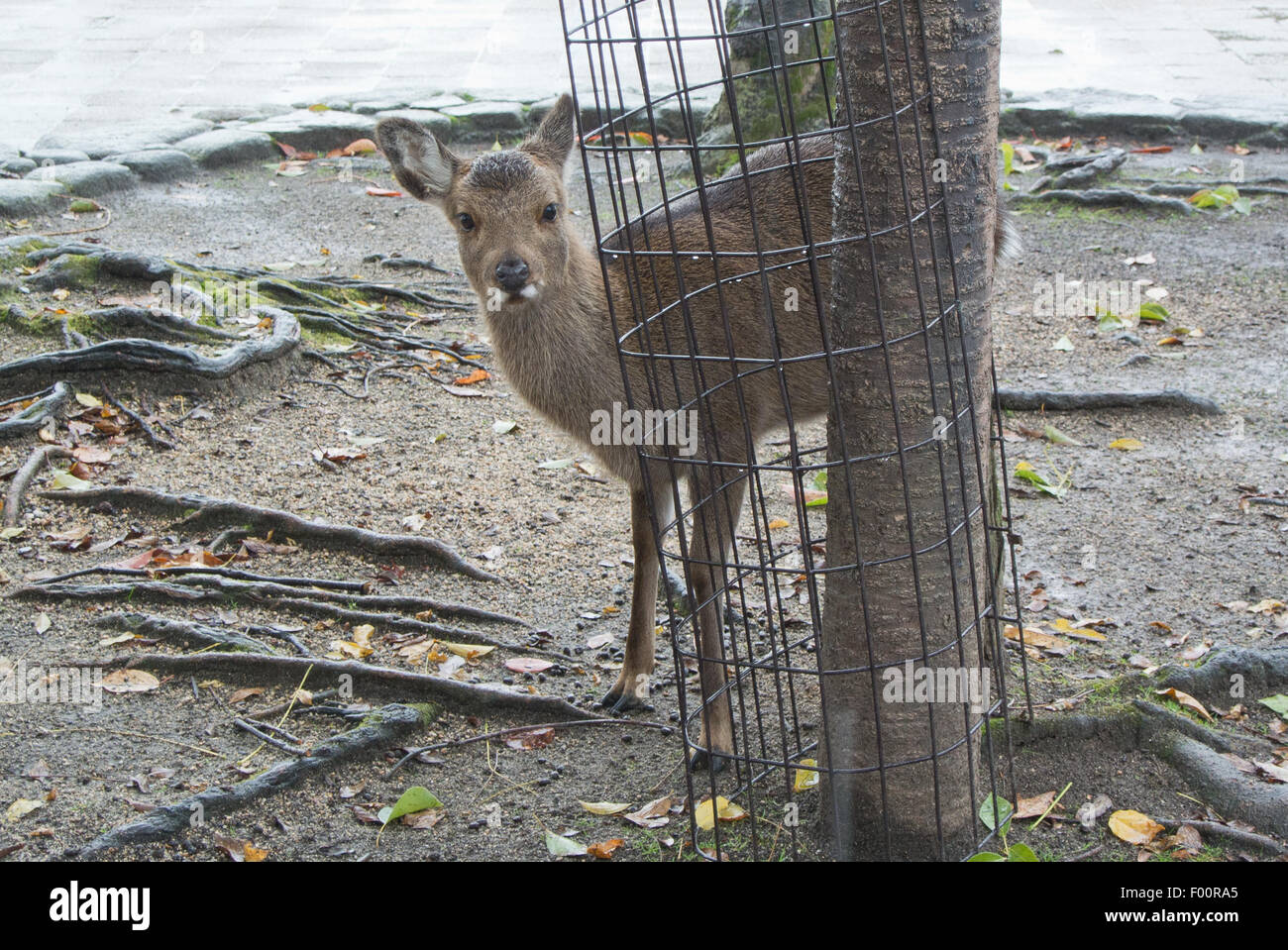 Hirsch auf der Insel Miyajima, Hiroshima, Japan Stockfoto