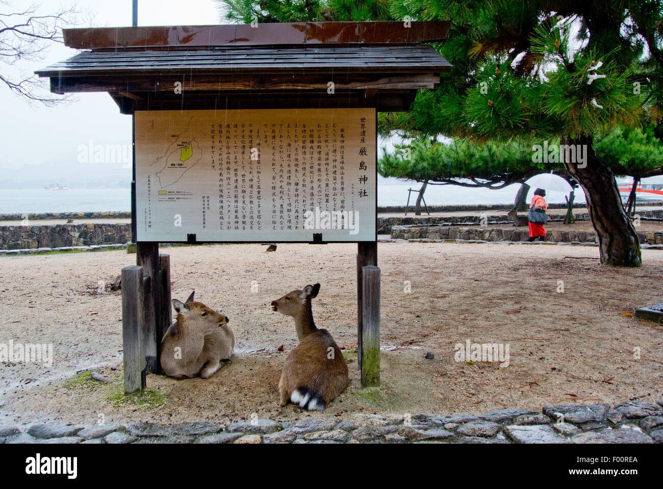 Hirsch auf der Insel Miyajima, Hiroshima, Japan Stockfoto