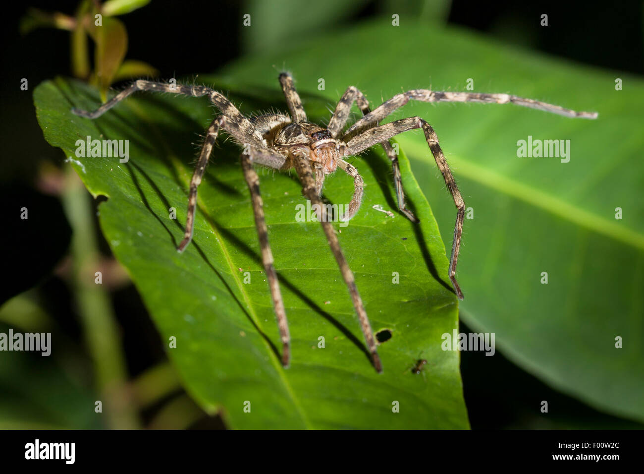 Eine große Spinne auf einem Blatt in der Nacht im indonesischen Dschungel. Stockfoto