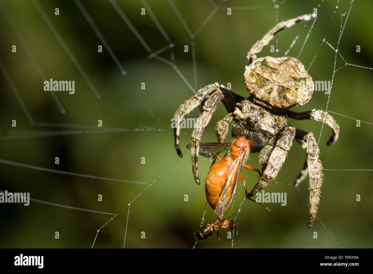 Diese große Kugel weben Spinne ist ein alate - Essen eine geflügelte Ameise. Stockfoto