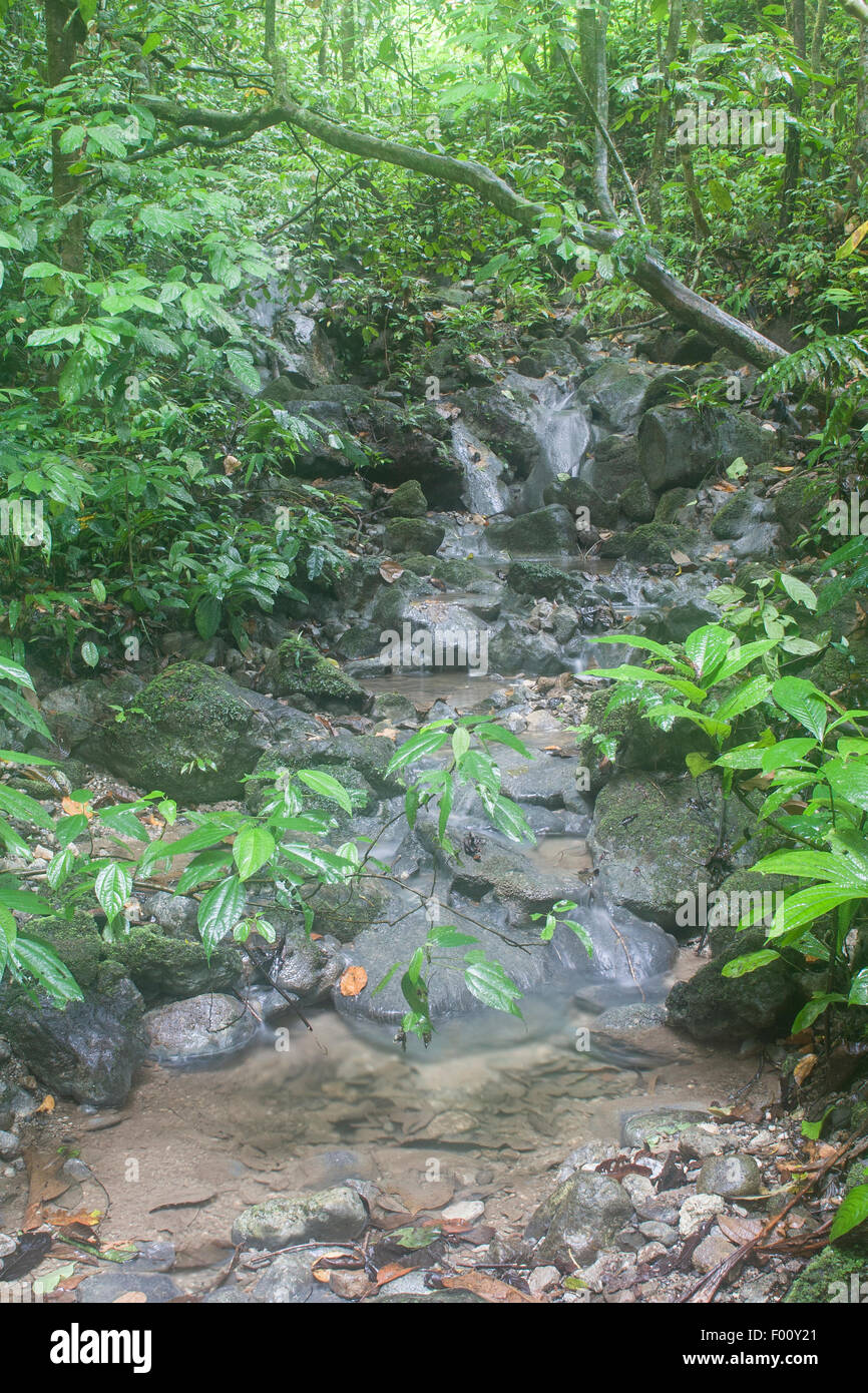 Ein üppiger Regenwald Stream (Gunung Leuser Nationalpark, Sumatra, Indonesien). Stockfoto